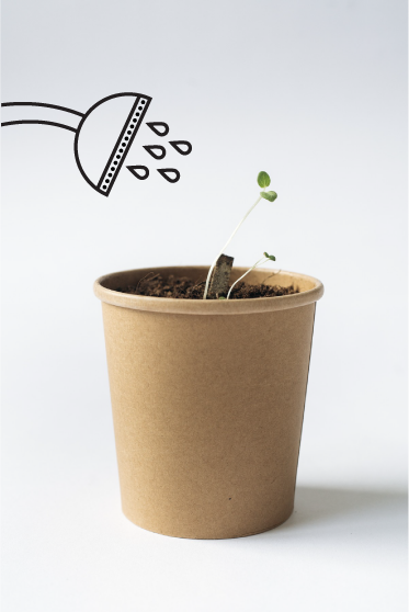 seedstick grow herbs reuse biodegradable concept package