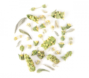 mountain tea sideritis greek loose leaf organic herbal
